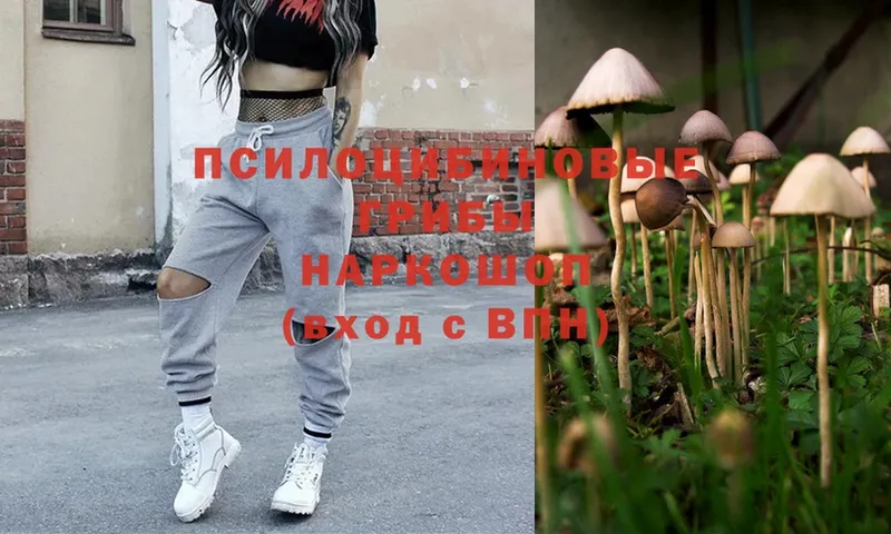 Псилоцибиновые грибы Psilocybe  Данилов 